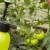 Kuinka valmistaa boorihappoliuosta tomaatin munasarjaan: tomaattien mittasuhteet ja käsittelyohjeet