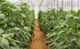 Cura e coltivazione dei peperoni in serra: istruzioni dettagliate per giardinieri alle prime armi