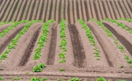 Výhody a nevýhody výsadby zemiakov v plástoch