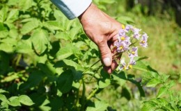 Life hacks van ervaren boeren: waarom bloemen plukken van aardappelen en wat levert het op