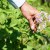 Dicas de vida de agricultores experientes: por que colher flores de batatas e o que isso dá