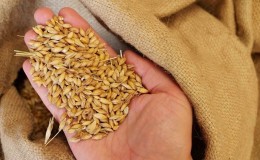 Најпопуларније врсте пшеничних житарица са фотографијама и именима
