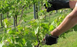 Um guia para poda de uvas em agosto na região de Moscou para vinicultores iniciantes