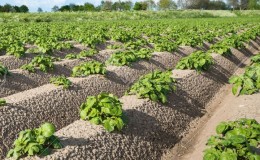 Mga kalamangan at kawalan ng lumalagong patatas gamit ang teknolohiyang Dutch