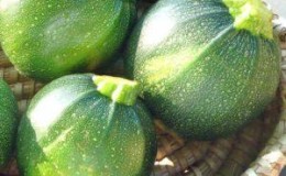 Advantages and disadvantages of round zucchini that every summer resident should know
