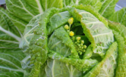 How to tell if Chinese cabbage is about to bloom and what to do if it happens