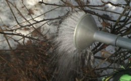 Bahçıvanlar için hayat kesmek: ilkbaharda kuş üzümü üzerine kaynar su nasıl düzgün bir şekilde dökülür ve ne verir?