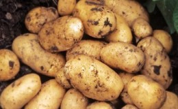 Vroege ondermaatse Juvel-aardappel uit Duitsland