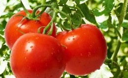 Top 20 des meilleures variétés de tomates super précoces pour les grands espaces: choisir la bonne ensemble