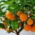 Guida passo passo: come piantare un seme d'arancia a casa