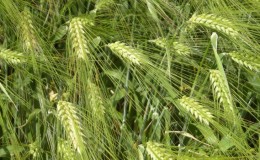 Characteristics and description of the Vakula barley variety