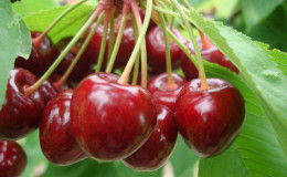 Wetterfeste Süßkirschsorte Vasilisa mit großen und leckeren Beeren