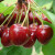Variedad de cereza dulce resistente a la intemperie Vasilisa con bayas grandes y sabrosas