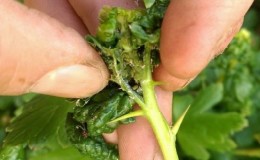 What is dangerous for aphids on gooseberries and how to effectively deal with it