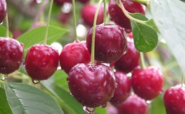 Description of self-fertile cherry varieties for the middle lane and the Samara region