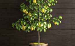 Wie man Zitrone zu Hause richtig verpflanzt