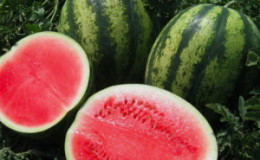 Späte Wassermelone 