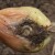 Die wirksamsten Mittel gegen Schädlinge: wie man Zwiebeln von Würmern behandelt und wie man es richtig macht