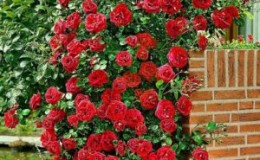 The best winter-hardy varieties of climbing roses that bloom all summer