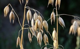 Ano ang mga oats - isang kumpletong paglalarawan at biological na mga katangian