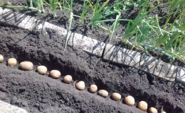 ما يجب أن يكون عمق زراعة البطاطس ، وما الذي يعتمد عليه وما يؤثر عليه