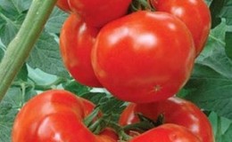 Tomatensorte mit selbsterklärendem Namen - Tomate 