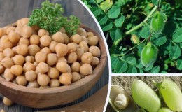 Nejoblíbenější odrůdy cizrny - popis a vlastnosti