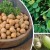 The most popular chickpea varieties - description and characteristics