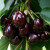 The Iput cherry variety adored by many gardeners