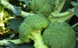 Ang repolyo ng broccoli hybrid na Batavia F1