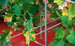 Prečo sa na paradajkových listoch objavujú škvrny a ako s nimi zaobchádzať