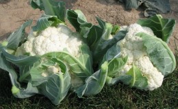 Growing and caring for cauliflower outdoors