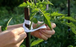 How to grow and tie tall tomatoes