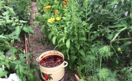 Bahçe ve sebze bahçesi için soğan kabuklarının kullanılması