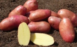 Çiftçiler tarafından güvenilir ve sevilen Alman yetiştiricilerinden patates çeşidi 