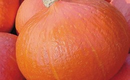 Por que os agricultores amam tanto a abóbora de verão laranja: um produto híbrido, fácil de cuidar e indispensável na culinária