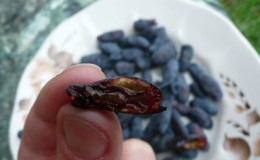 Jakie robaki psują jagody wiciokrzewu i jak się ich pozbyć