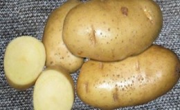 Favoriet bij boeren vanwege het gemak van verzorging en productiviteit, de Lasunok-aardappelvariëteit