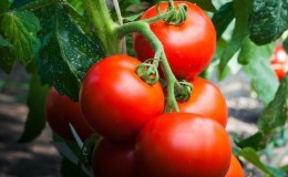 Wir sammeln eine reiche Ernte, wobei wir die Regeln der Pflege beachten - die Tomate 