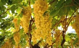Revisão das melhores variedades de uvas brancas