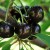 Confiável e adequada para cultivo em climas adversos, a variedade de cereja preta Leningradskaya