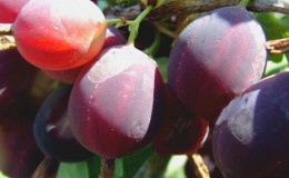 Ang mga uri ng gooseberry mula sa mga breeders ng Belarus: 