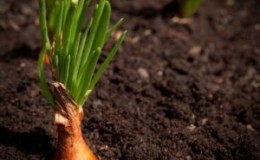 When to plant family onions before winter and is it possible in the Urals