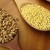 Qual é a diferença entre milho e trigo e como usá-los na culinária