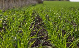 Stages of sowing winter wheat and further planting care