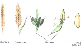 Ear of wheat - structure, botanical description and features