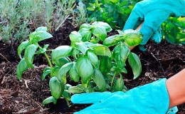 How to grow basil outdoors in the Moscow region