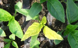 Por que as folhas de pimenta ficam amarelas e caem: o que fazer para salvar sua colheita
