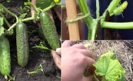 How to pinch cucumbers in the greenhouse and other care methods from planting to harvest