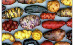 Čo je to zemiak a do ktorej rodiny patrí, úplný opis s fotografiou
